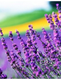 Lavender essential oi
