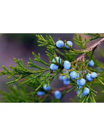 Juniper berries essential oil