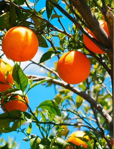 Apelsīna ēteriskā eļļa