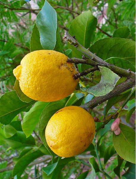 Citrona ēteriskā eļļa
