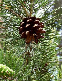 Montain Pine Essential oil of 
